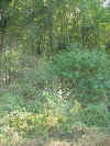 ws00003.jpg (100594 bytes)
