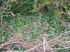 hg00001.JPG (101040 bytes)