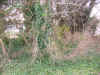 hg00003.JPG (90544 bytes)