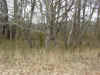 wl00018.jpg (158640 bytes)